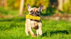 Francia bulldog kölykök (fotó): gondozás, oktatás, etetés